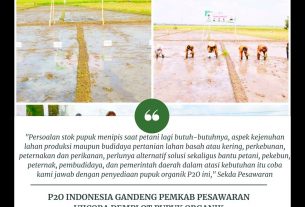 P2O Indonesia Gandeng Pemkab Pesawaran Ujicoba Demplot Pupuk Organik.