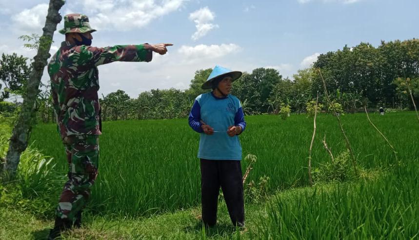 Bahas Ketahanan Pangan, Satgas TMMD Bojonegoro Dampingi Petani Ngrancang