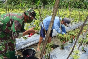 Dukung Hanpangan, Satgas TMMD 110 Bojonegoro Bantu Warga Panen Cabai