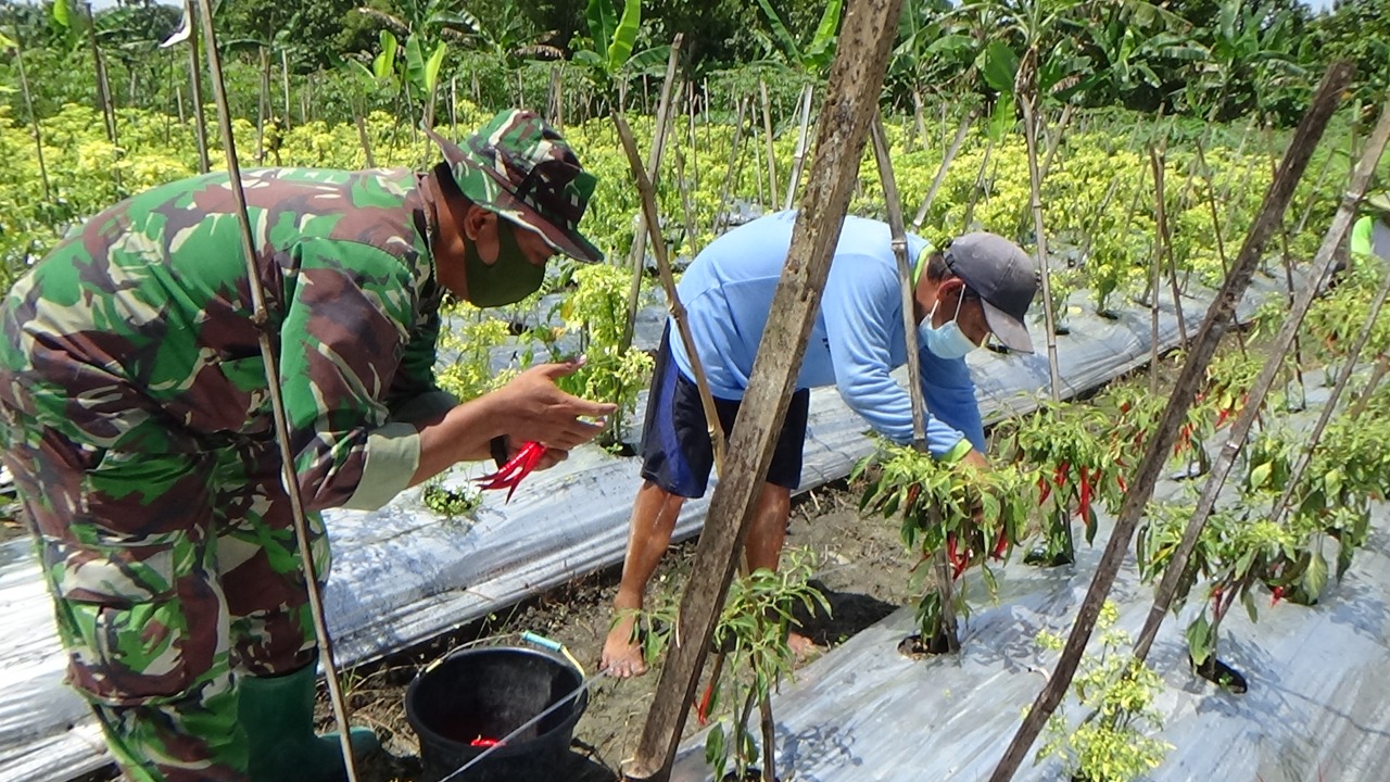 Dukung Hanpangan, Satgas TMMD 110 Bojonegoro Bantu Warga Panen Cabai