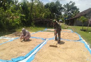 Usai Panen, Satgas TMMD 110 Bojonegoro Bantu Jemur Gabah Warga