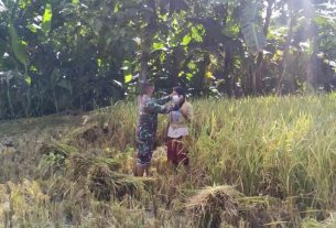 Berbagi Masker Disawah, Satgas TMMD 110 Bojonegoro Kampanye Prokes Pada Petani