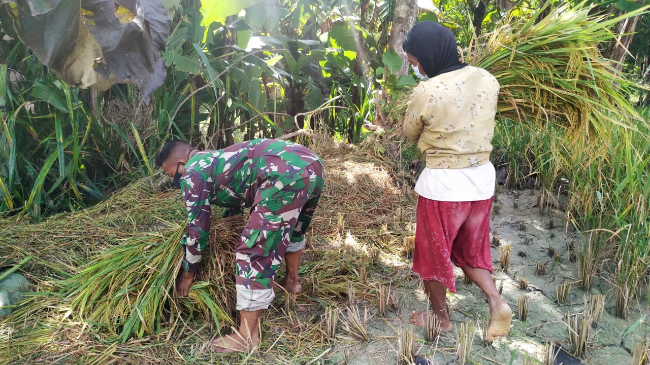 Panen Raya, Satgas TMMD 110 Bojonegoro Bantu Petani Blower Padi