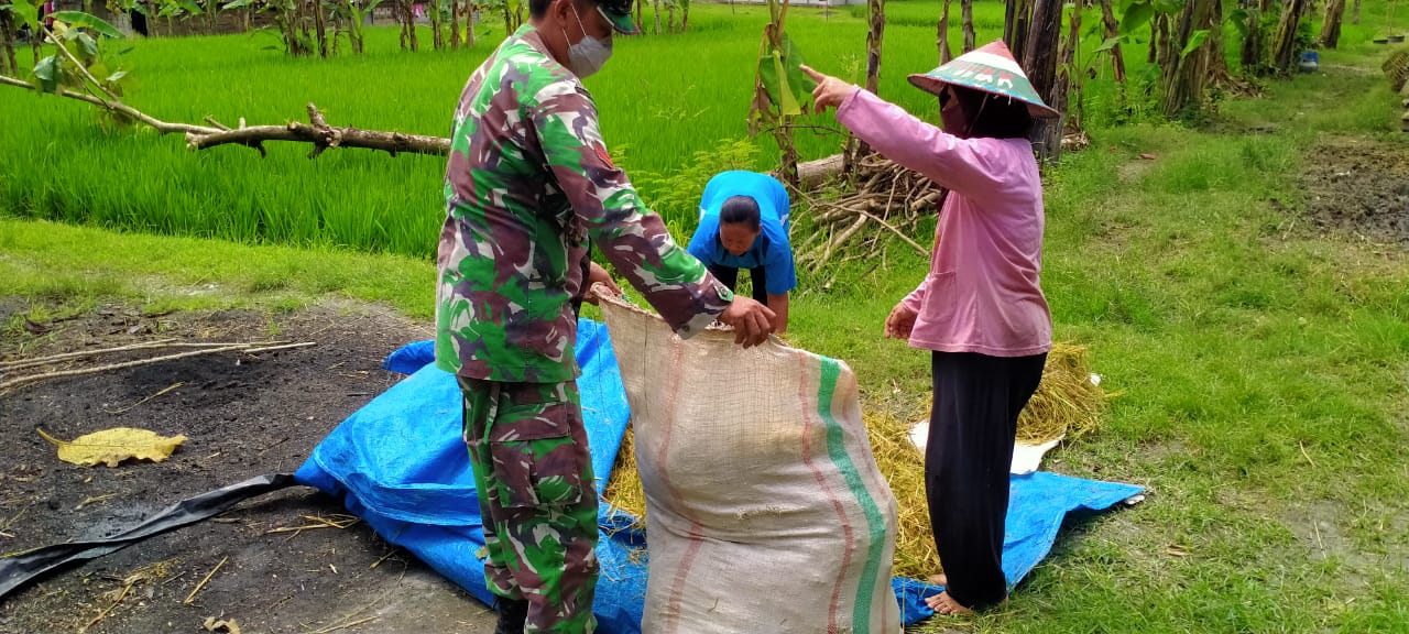 Rontokan Padi, Satgas TMMD 110 Bojonegoro Bantu Ibu-Ibu Petani