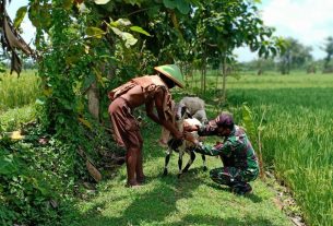 Dukung Ternak Desa, Satgas TMMD 110 Bojonegoro Bantu Mandikan Kambing