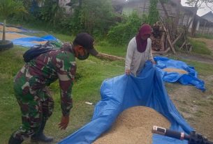 Panik Akan Hujan, Satgas TMMD Bojonegoro Ini Bantu Bereskan Padi Yang Dijemur