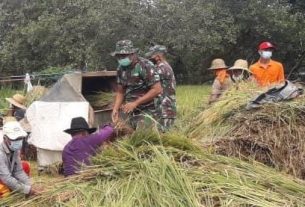 Panen Raya Padi, Satgas TMMD Bojonegoro Lakukan Pendampingan Petani Jatimulyo