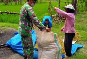 Pendampingan Petani, Satgas TMMD 110 Kodim Bojonegoro Bantu Memanen Padi