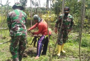 Satgas TMMD 110 Bojonegoro Bantu Warga Panen Singkong Untuk Dijual