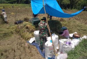 Satuan Tugas TMMD Kodim Bojonegoro Membantu Mengemas Gabah Milik Sarimin