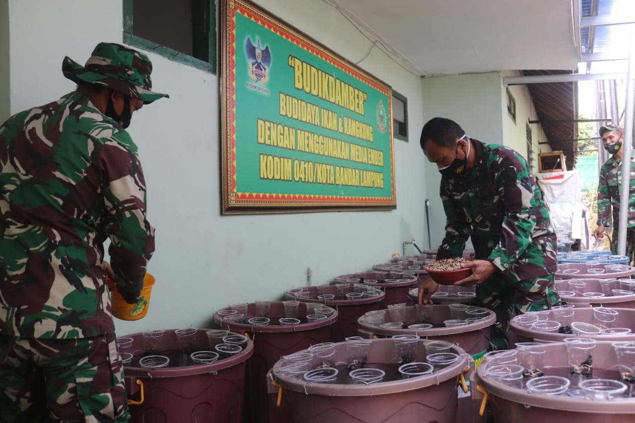 Program Ketahanan Pangan Budidaya Ikan Dalam Ember