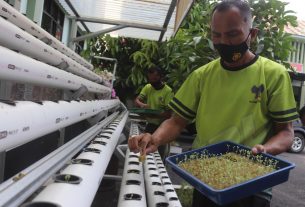 Penyemaian Tanaman Hidroponik Sayuran Berjenis Pakcoy