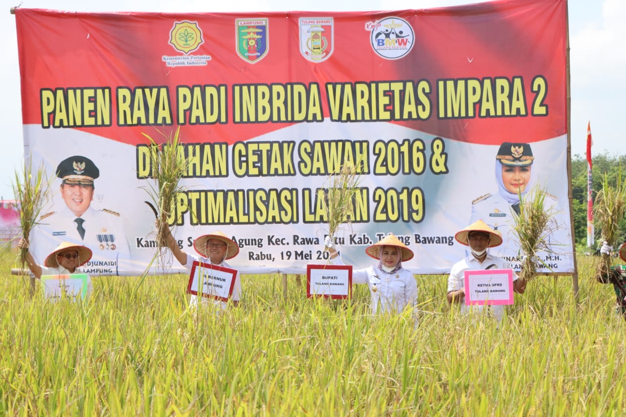 Pemprov Lampung Panen Padi Kabupaten di Tulang Bawang