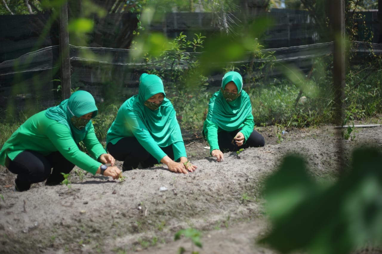 Persit KCK Cabang X Rindam PD XII/Tpr Tingkatkan Kreativitas Melalui Bercocok Tanam