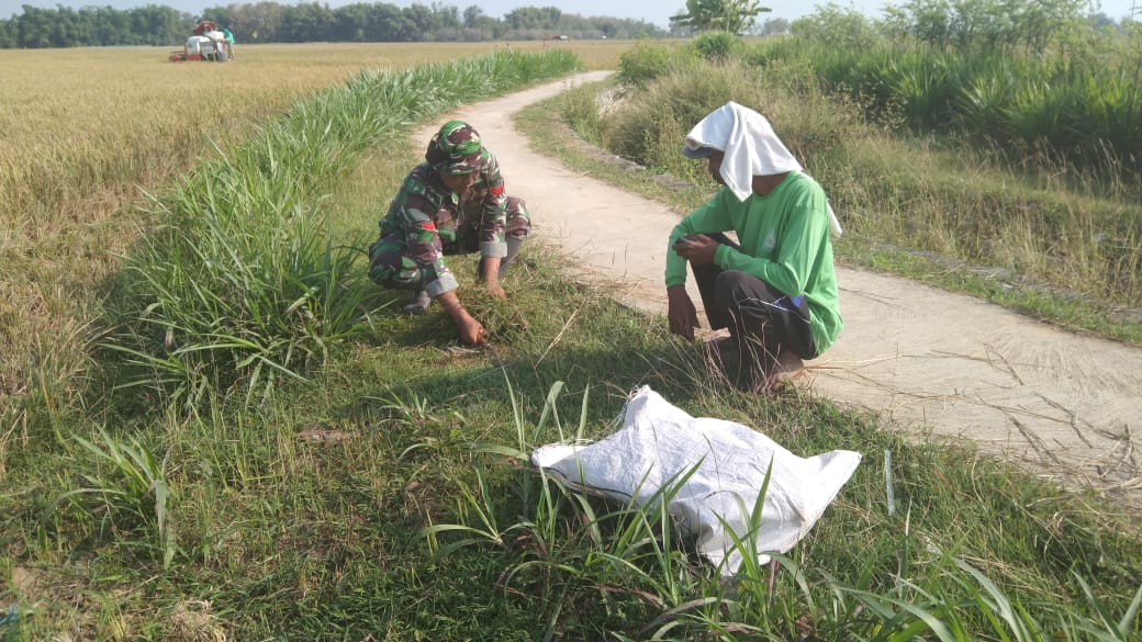 Angota Satgas Pra TMMD Membantu Mencari Pakan Ternak