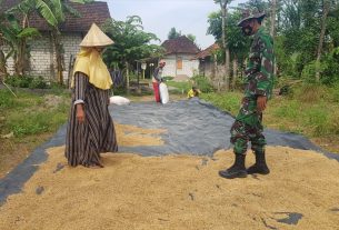 Cuaca Mendung Menghambat Proses Pengeringan Padi