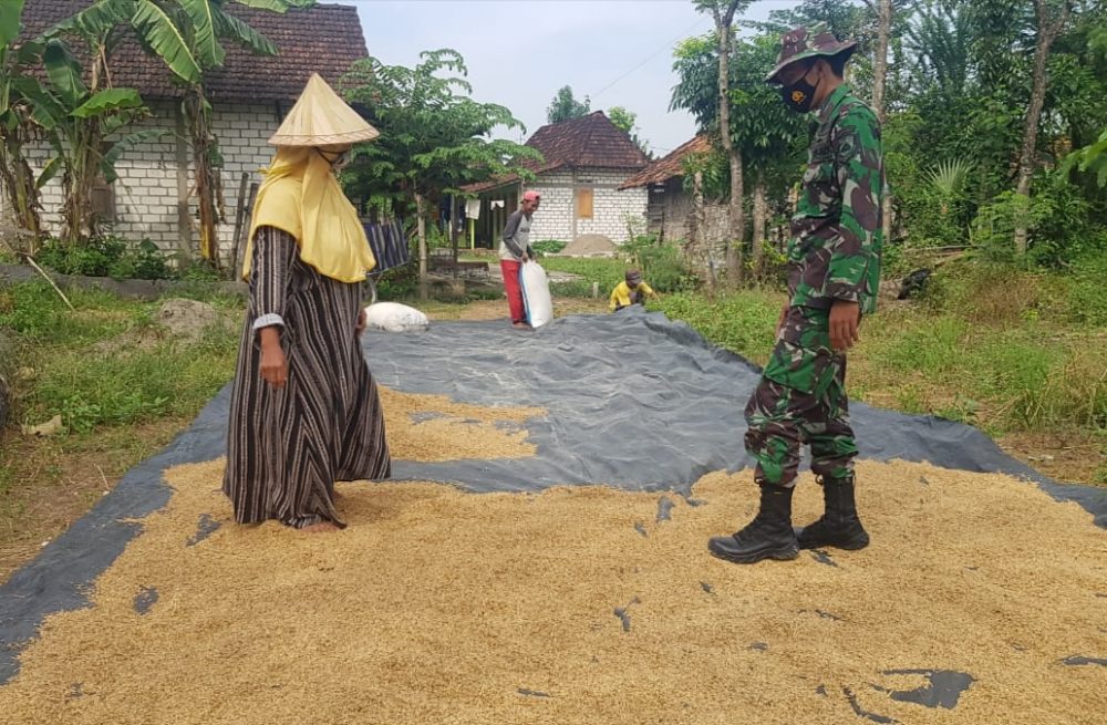 Cuaca Mendung Menghambat Proses Pengeringan Padi