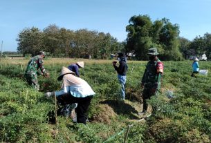 Gunakan Waktu Istirahat Pra TMMD, TNI Bantu Warga Petik Cabe