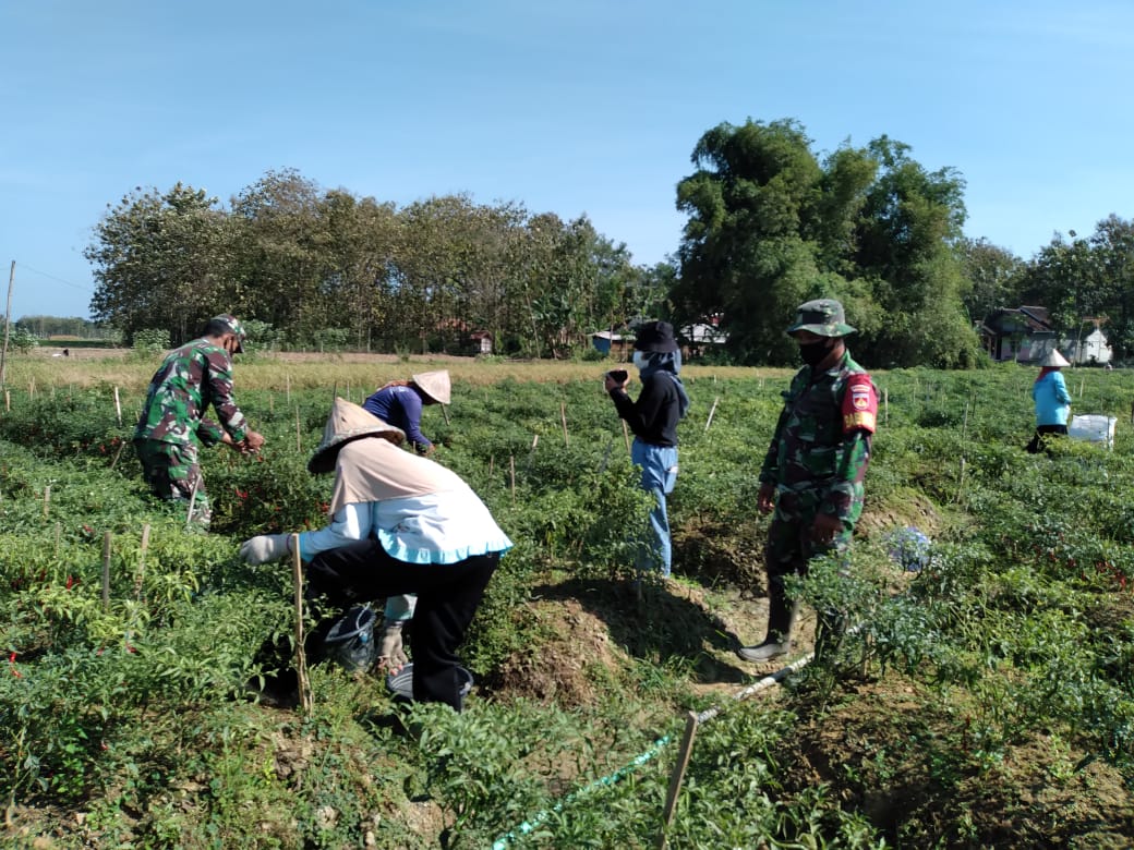 Gunakan Waktu Istirahat Pra TMMD, TNI Bantu Warga Petik Cabe