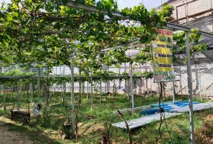 Masuk Desa Tamansari Disambut Oleh Hijaunya Perkebunan Buah Anggur