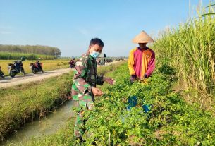 Memanfaatkan Lahan Kosong Dengan Tanaman Cabe Rawit