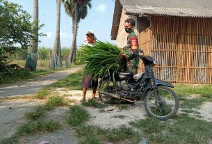 Mencari Rumput Pakan Ternak Adalah Rutinitas Warga Tamansari