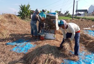 Panen Raya Di Desa Tamansari Lokasi TMMD Reguler Ke-111 Kodim 0718/Pati