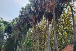 Pohon Lontar Salah Satu Potensi Wilayah Desa Tamansari Yang Menjanjikan