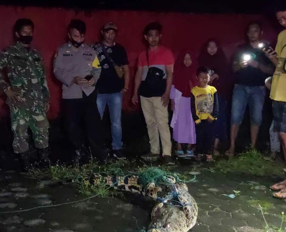 Polsek Kota Agung Bersama Koramil dan TNI AL Datangi Lokasi Penangkapan Buaya Muara Way Gelang