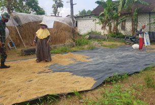 Sambil Membantu Menjemur Padi, Anggota Satgas Dapatkan Pengetahuan Tentang Fermentasi Jerami Sebagai Pakan Sapi
