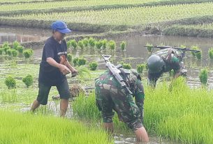 Satgas Apter Bantu Maksimalkan Panen Para Petani