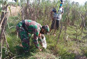 Satgas Pra TMMD Reg. 111 Kodim Pati Membantu Warga Pencari Rumput Ternak