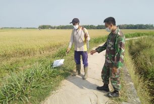 Satgas TMMD Bantu Penyemprotan Rumput Liar, Warga Berterima Kasih