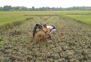 Satgas TMMD Reguler Ke 111 Kodim 0718/Pati Masih Menyempatkan Bantu Warga Panen Padi