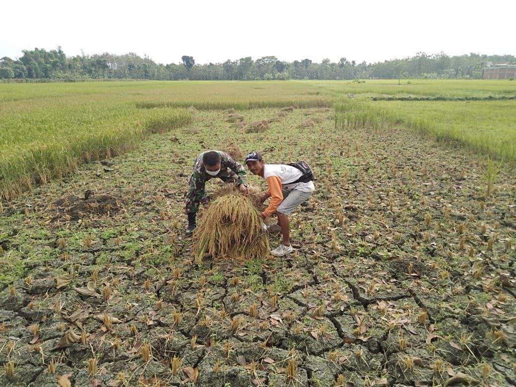 Satgas TMMD Reguler Ke 111 Kodim 0718/Pati Masih Menyempatkan Bantu Warga Panen Padi