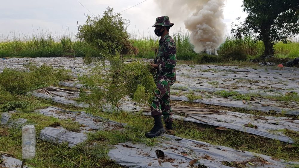 Serda Sukarji Rombak Tanaman Cabai Warga