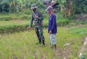 Tanaman Padi Sholekan Terancam Gagal Panen