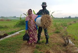 Wartini Wanita Paruh Baya Masih Aktif Kerja Di Sawah