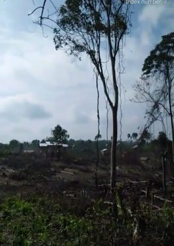 Berdalih Gapoktan, Ribuan Hektar SM Dangku Dirambah