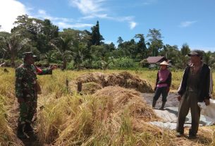 Sertu Abuere Bantu Angkut Hasil Panen Petani Kampung Dorba