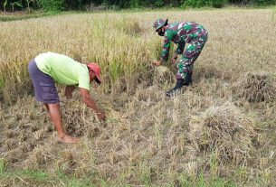 Jalin Keakraban Anggota Satgas Bantu Warga Panen Padi