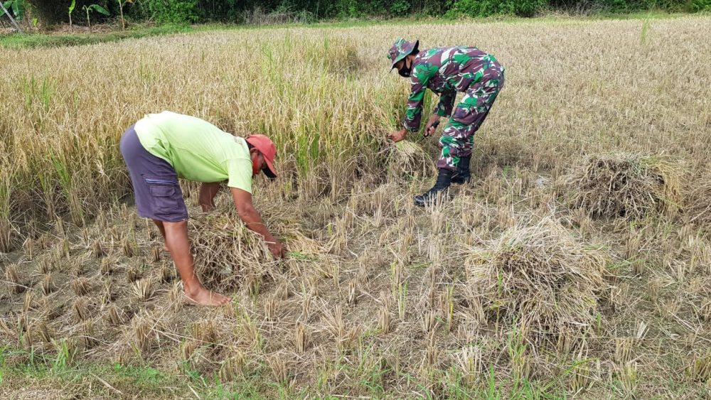 Jalin Keakraban Anggota Satgas Bantu Warga Panen Padi