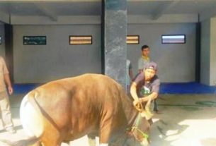 DPD PKS Lampura potong hewan qurban