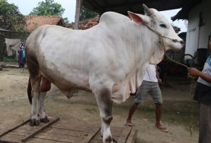 Idul Adha Tahun 2021, Pemprov Lampung Berkurban 36 Sapi dan 10 Kambing