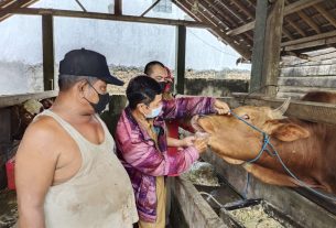 Jelang Idhul Adha, Distanak Lampura Cek Kesehatan Hewan Qurban