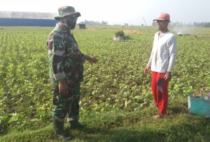 Manfaatkan Waktu Satgas TMMD Membantu Petani Merawat Tanaman Kacang Hijau