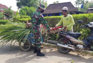 Memanfaatkan Pucuk Tebu Sebagai Pakan Sapi Pengganti Rumput Gajah