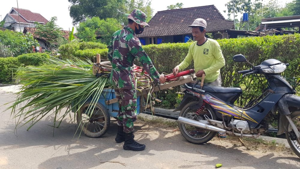 Memanfaatkan Pucuk Tebu Sebagai Pakan Sapi Pengganti Rumput Gajah