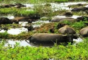 NASIB KERBAU LAMPUNG YANG SUDAH TIDAK DILIRIK