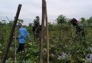 Panen Cabai Di Kebun Samsudin